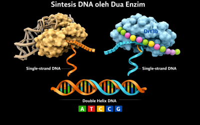 Penemuan Revolusioner: Enzim Bakteri Ternyata Bisa Membuat DNA dari Template Protein